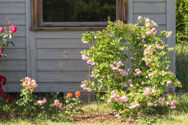 Linda rosa nostálgica em um jardim mistura de rosas large flowered climber rosa rosa de escalada jasmina