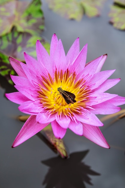 Linda rosa pólen flor de lótus inseto abelha voa com pólen no lago, folha verde flor de lótus rosa puro.