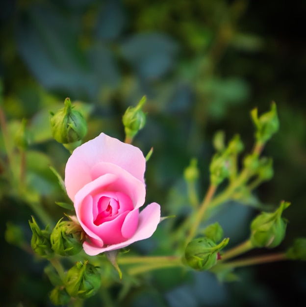 Linda rosa rosa Bonica com botões no jardim