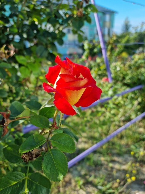 Linda rosa rosa close-up na natureza.