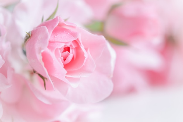 Linda rosa rosa com gotas de água pode ser usada como plano de fundo em estilo romântico de foco suave