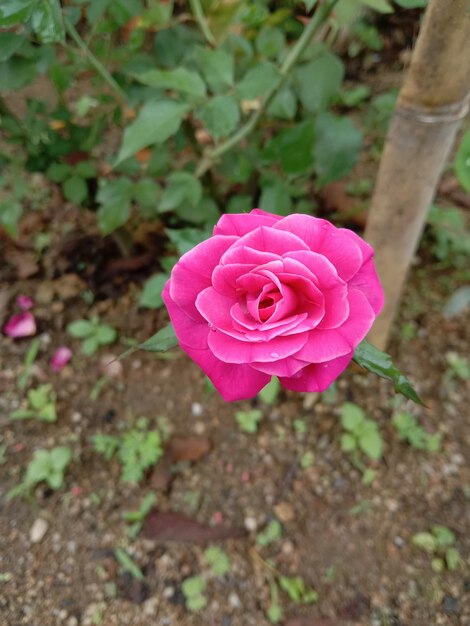 Foto linda rosa rosa depois com orvalho