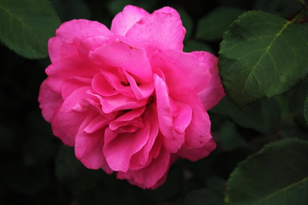 Linda rosa rosa escondida na sombra das árvores papel de parede do computador