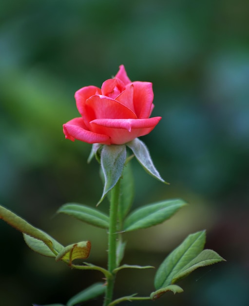 Linda rosa rosa fotografada no jardim