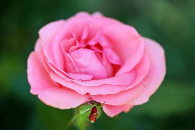 Linda rosa rosa no arbusto verde