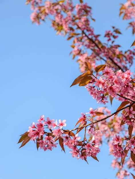 Linda rosa selvagem flor de cerejeira do Himalaia em plena floração sobre o céu azul