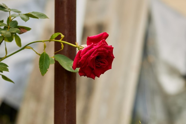 Linda rosa vermelha A rosa cresce no jardim Foto para cartão postal