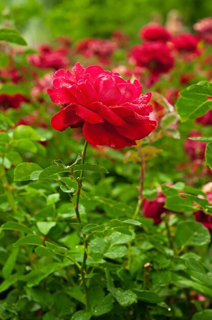 Linda rosa vermelha crescendo no jardim