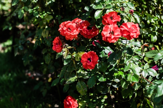 Linda rosa vermelha desabrochando no jardim com a folha verde turva