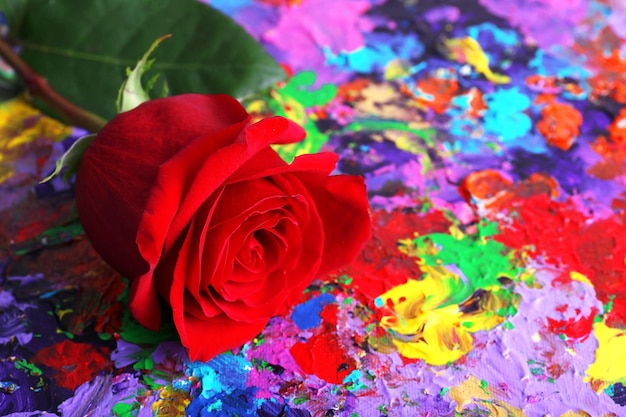 Foto linda rosa vermelha em fundo abstrato colorido