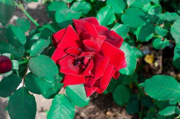 Linda rosa vermelha em uma flor de jardim