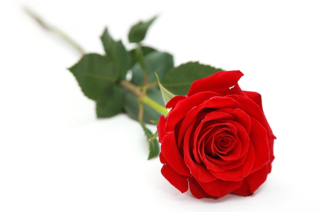 Linda rosa vermelha. Fundo de felicitações pelo dia de São Valentim