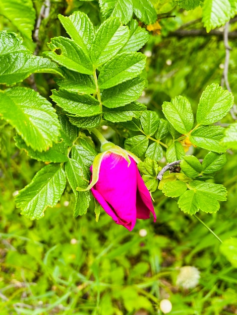 Linda rosa vermelha no jardim