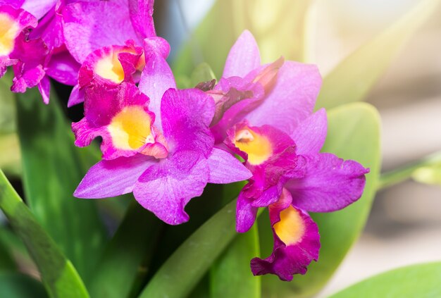 linda rosa vibrante cattleya orquídea flor flor