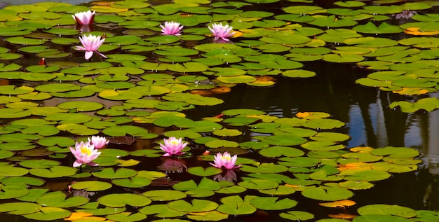 Linda rosa waterlily ou flor de lótus na lagoa