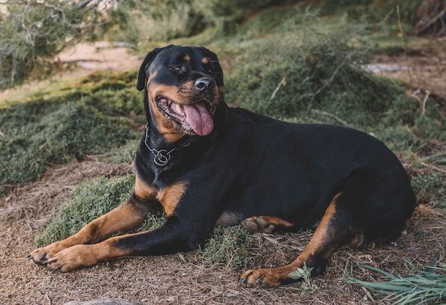 Linda rottweiler feminina em um dia ensolarado