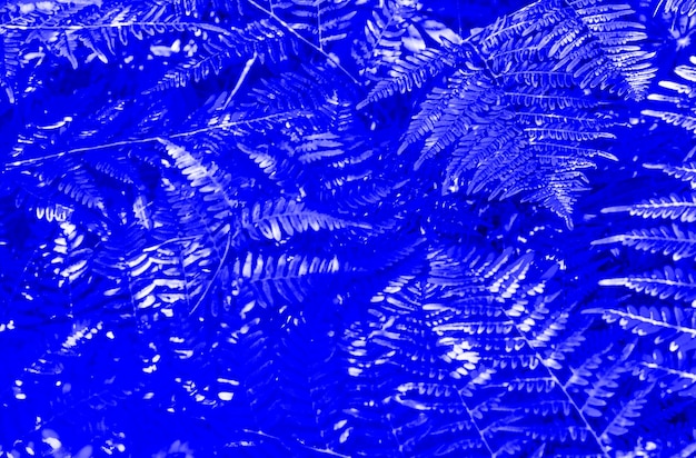 Foto linda samambaia azul close-up textura floral e padrão de fundo folhas de samambaia azul brilhante imagem criativa folhas texturizadas o cenário perfeito para uma apresentação