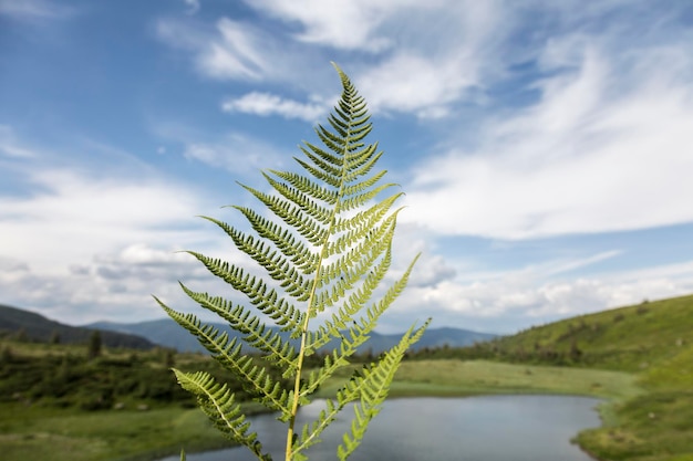 Linda samambaia deixa folhagem verde samambaia floral em um fundo de céu azul