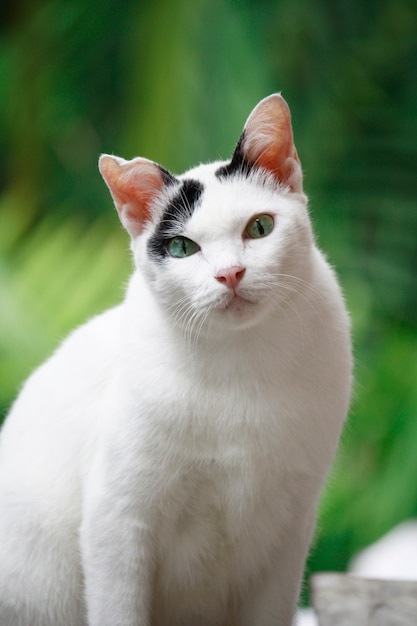 Linda sesión de gato blanco y negro disfrutar en la terraza