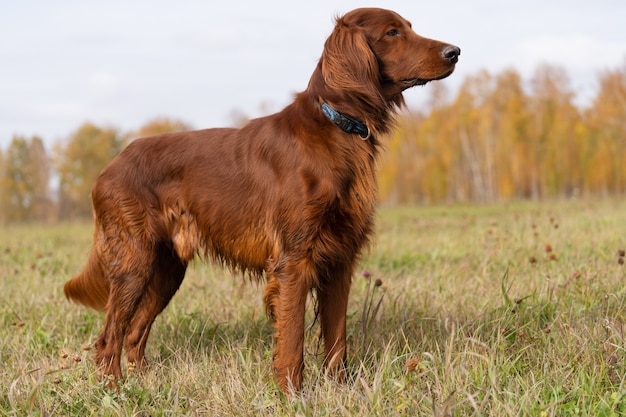 Linda Setter Irlandesa em pé no campo