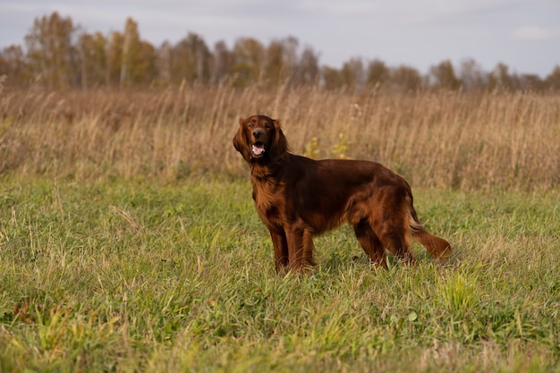 Linda setter irlandesa em pé no campo