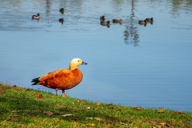 Linda shelduck no campo de grama em um verde