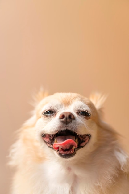 Foto linda sonrisa chihuahua color marrón felicidad amigo perro faldero con fondo de color marrón