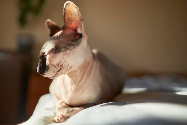 Foto la linda sphynx calva está sentada en la cama en un día soleado sphynx en el interior de la casa gato desnudo