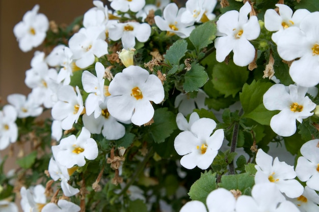 Linda sutera floresce flores brancas no jardim em dia de verão