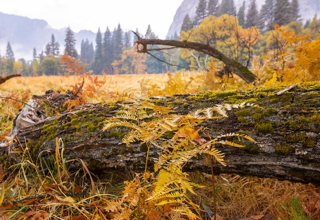 Linda temporada de outono no Parque Nacional de Yosemite, Califórnia, EUA