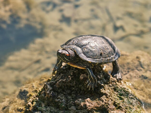 Linda tortuga en un lago