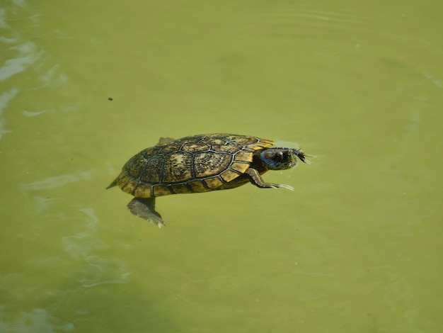 Linda tortuga nadando en el agua