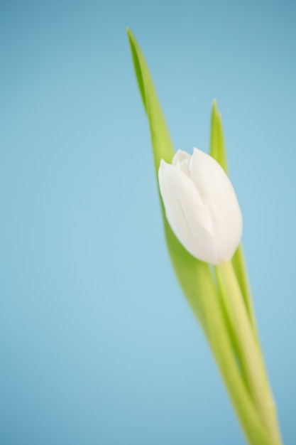 Linda tulipa branca em um fundo azul