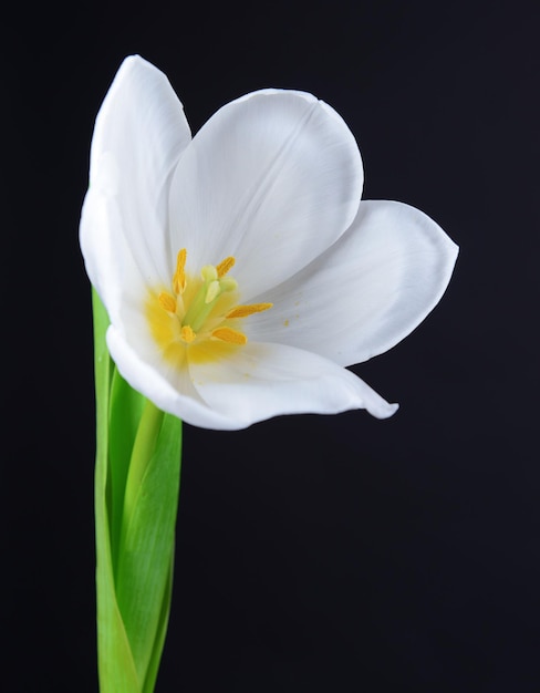 Linda tulipa branca isolada em preto