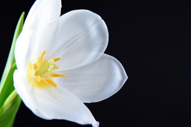 Linda tulipa branca isolada em preto