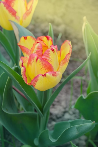 Linda tulipa com listra Cidade do Cabo