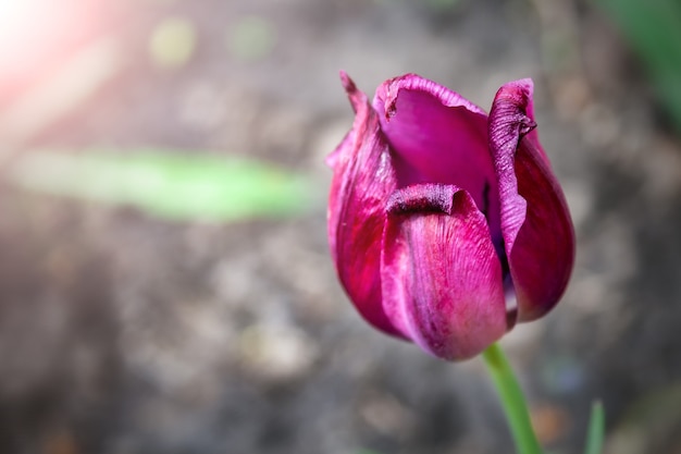 Linda tulipa com pétalas de rosa em um fundo desfocado em um dia ensolarado de primavera