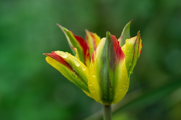 Linda tulipa de flor laranja e verde Green River crescendo Linda tulipa Green River