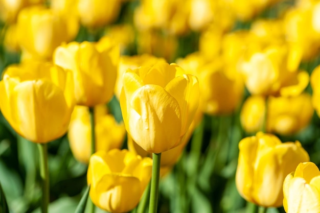 Linda tulipa em fundo ensolarado de primavera turva Fundo de flor de tulipa brilhante para primavera ou conceito de amor Linda textura de cena de primavera natural para espaço de cópia de design