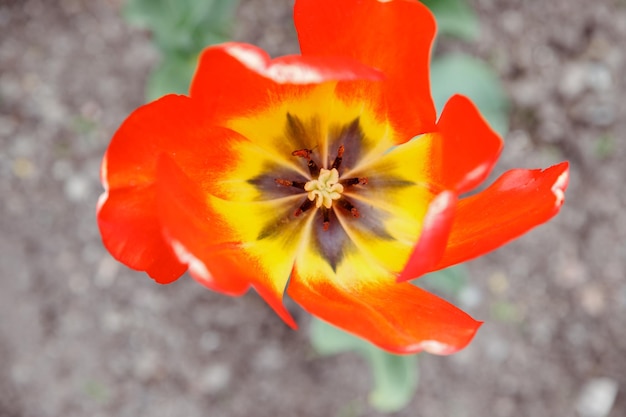 Linda tulipa no campo Flor em botão na primavera à luz do sol Canteiro de flores com flores multicoloridas tulipas florescentes de branco amarelo e laranja no campo