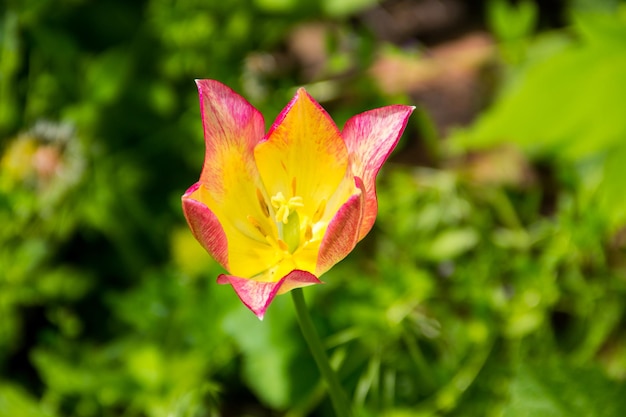 Linda tulipa no canteiro de flores no jardim