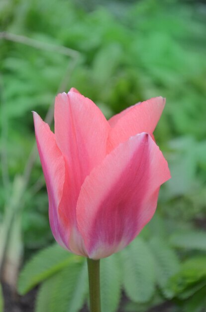 Linda tulipa rosa Tulipas flor lindo fundo Beleza tulipas florescendo