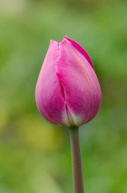 Linda tulipa rosa Tulipas flor lindo fundo Beleza tulipas florescendo