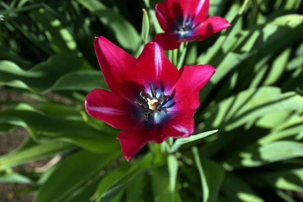 Linda tulipa vermelha crescendo na vista superior do jardim Temporada de primavera