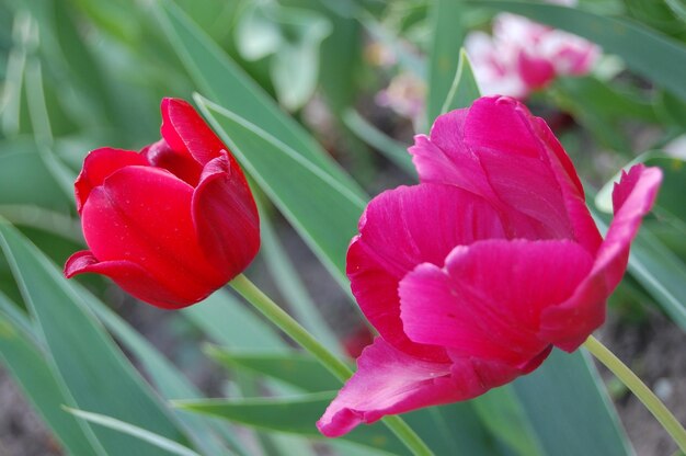 Linda tulipa vermelha floresce no jardim primavera