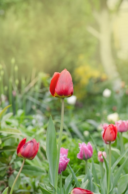 Linda tulipa vermelha Fundo floral de tulipas vermelhas