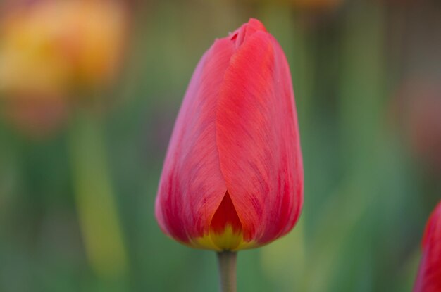 Linda tulipa vermelha Tulipas vermelhas Barcelona com folhas verdes Tulipas de flores vermelhas da primavera