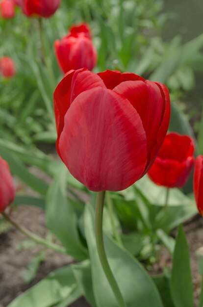 Linda tulipa vermelha Tulipas vermelhas com folhas verdes