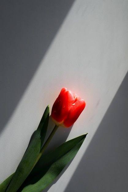 Linda tulipa vermelha, vista superior. Um raio de sol, sombras. Foto vertical minimalista, espaço de cópia