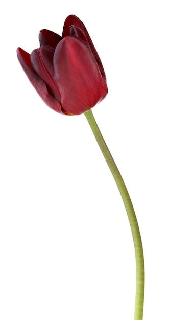 Linda tulipa violeta isolada em branco